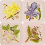 DC101056-K-Flora-S.jpg